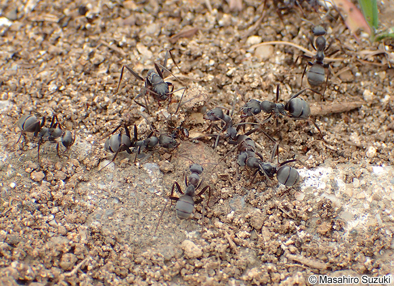 クロヤマアリ Formica japonica
