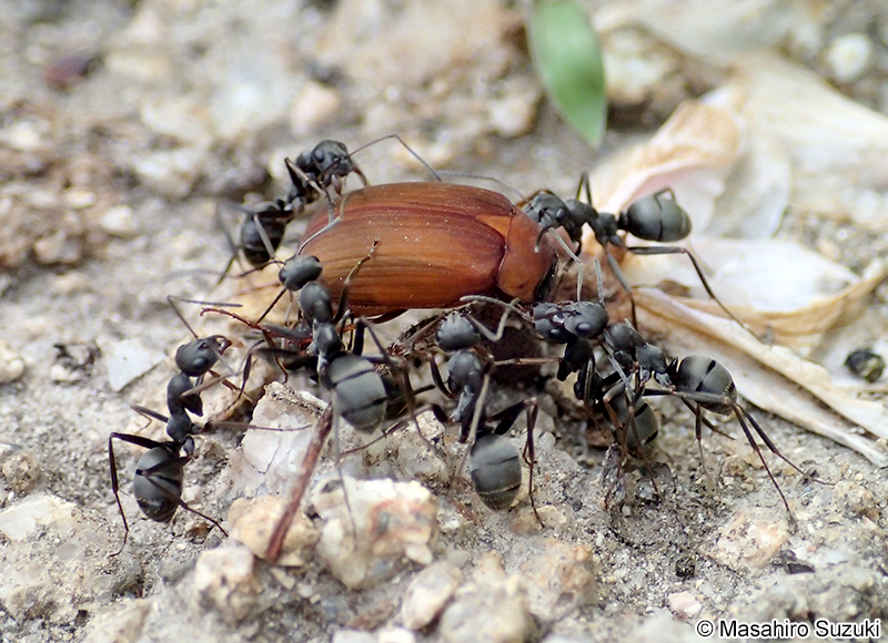 クロヤマアリ Formica japonica