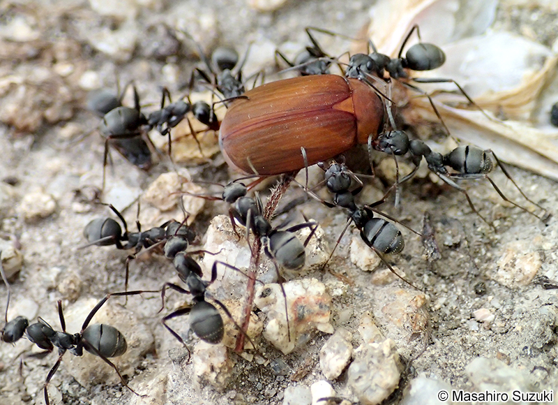 クロヤマアリ Formica japonica