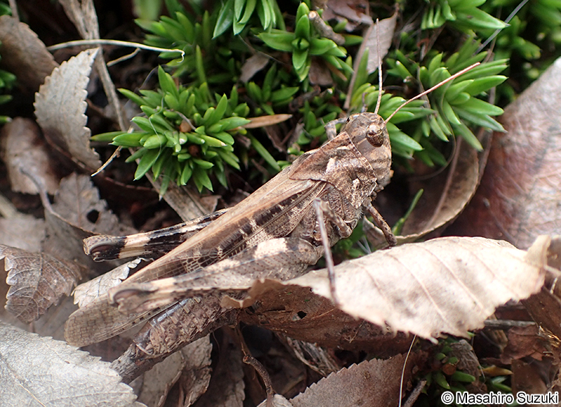 クルマバッタモドキ Oedaleus infernalis
