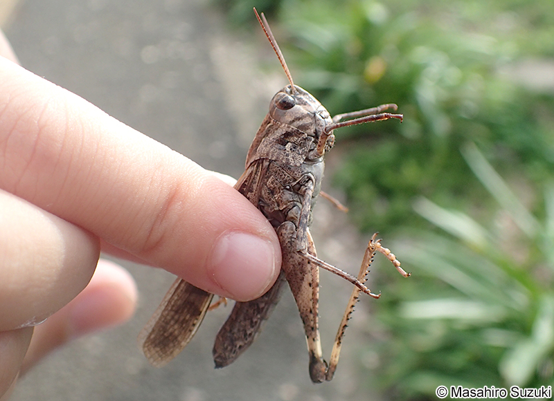 クルマバッタモドキ Oedaleus infernalis