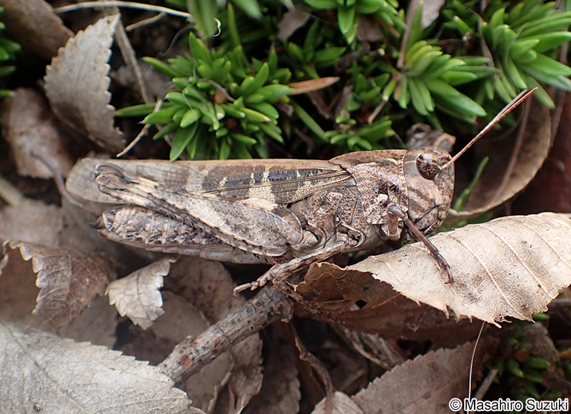 クルマバッタモドキ Oedaleus infernalis