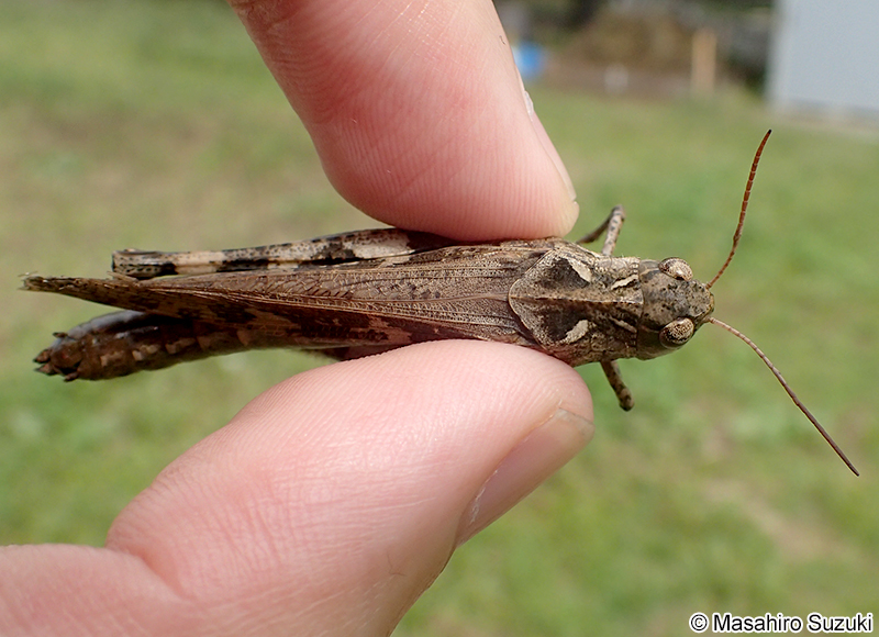 クルマバッタモドキ Oedaleus infernalis