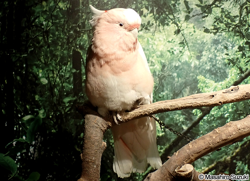 クルマサカオウム Lophochroa leadbeateri