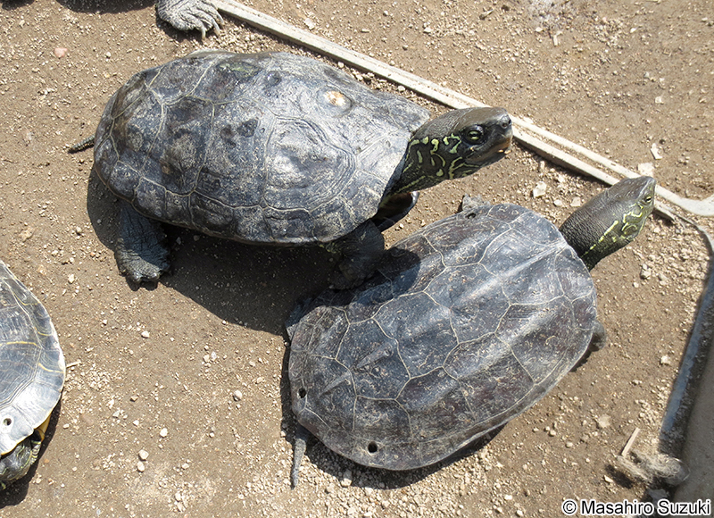 クサガメ Mauremys reevesii