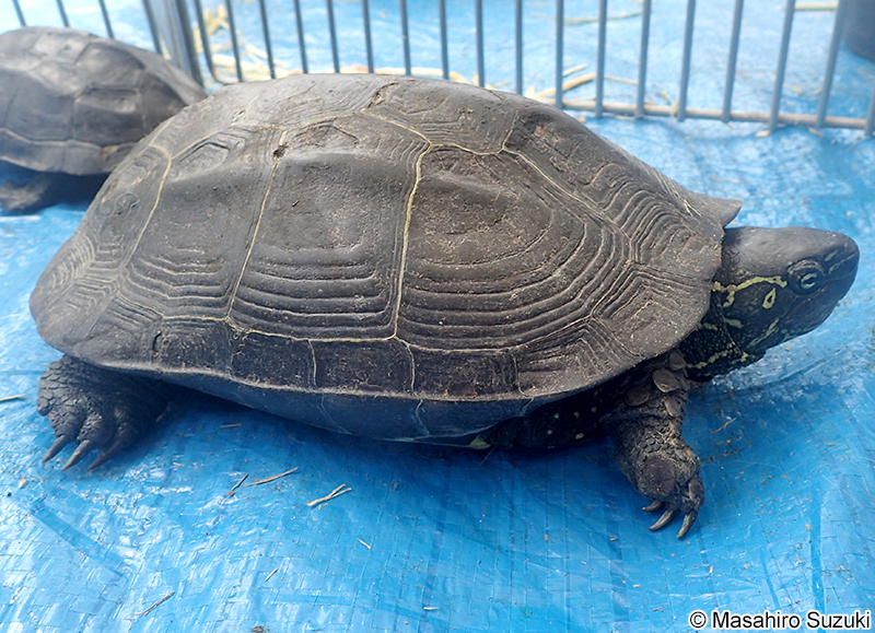 クサガメ Mauremys reevesii