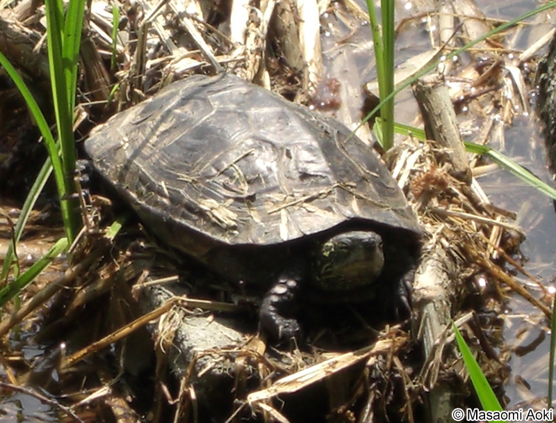 クサガメ Mauremys reevesii