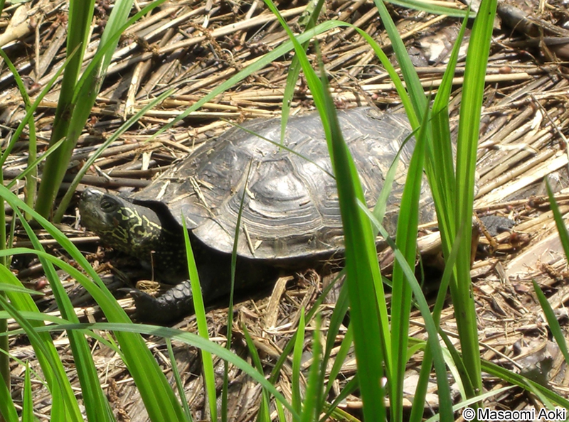 クサガメ Mauremys reevesii