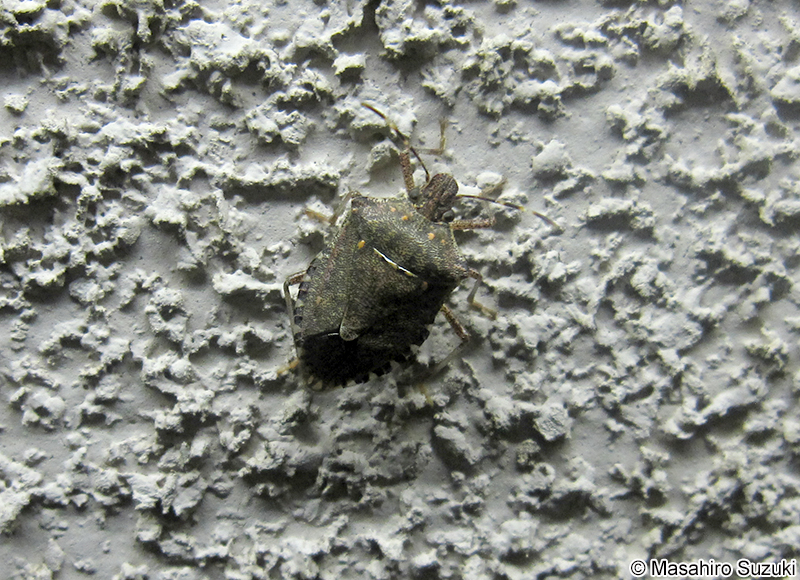 クサギカメムシ Halyomorpha halys