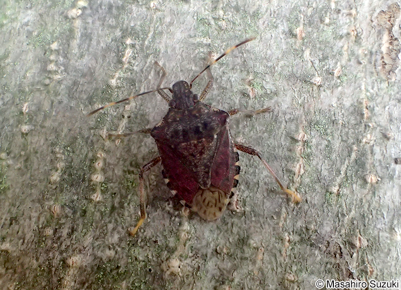 クサギカメムシ Halyomorpha halys