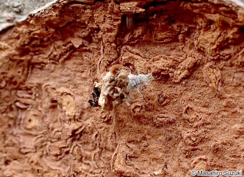 クサカゲロウの仲間の幼虫