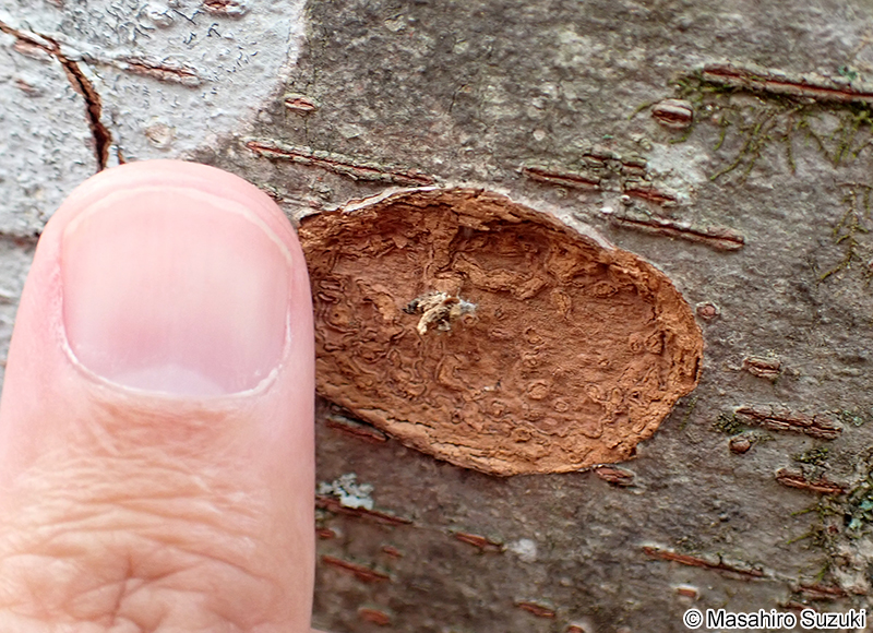 クサカゲロウの仲間の幼虫