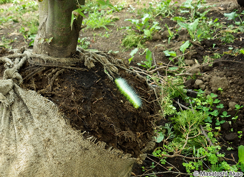 クスサン Saturnia japonica