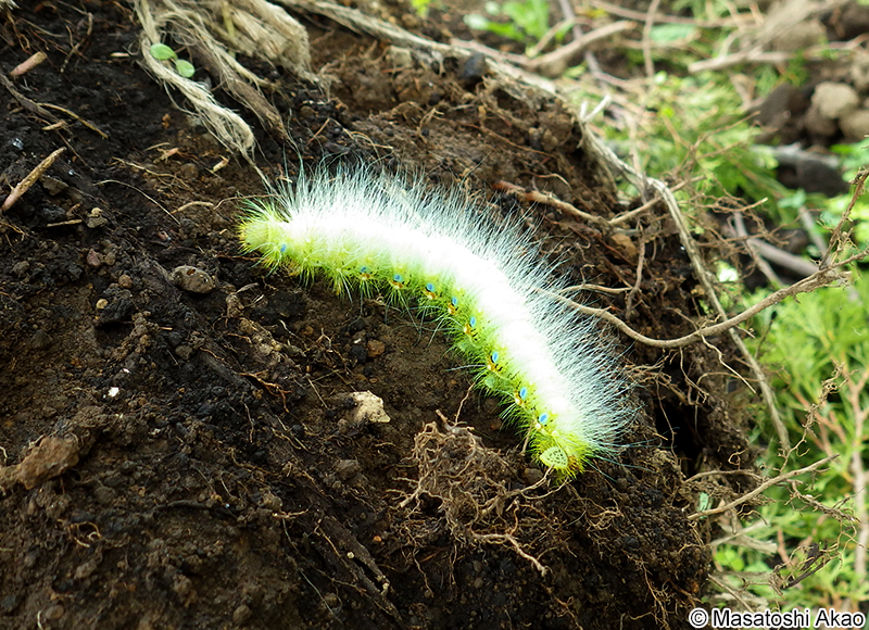 クスサンの幼虫
