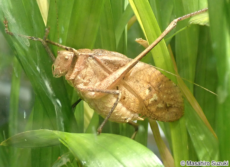 クツワムシ Mecopoda nipponensis