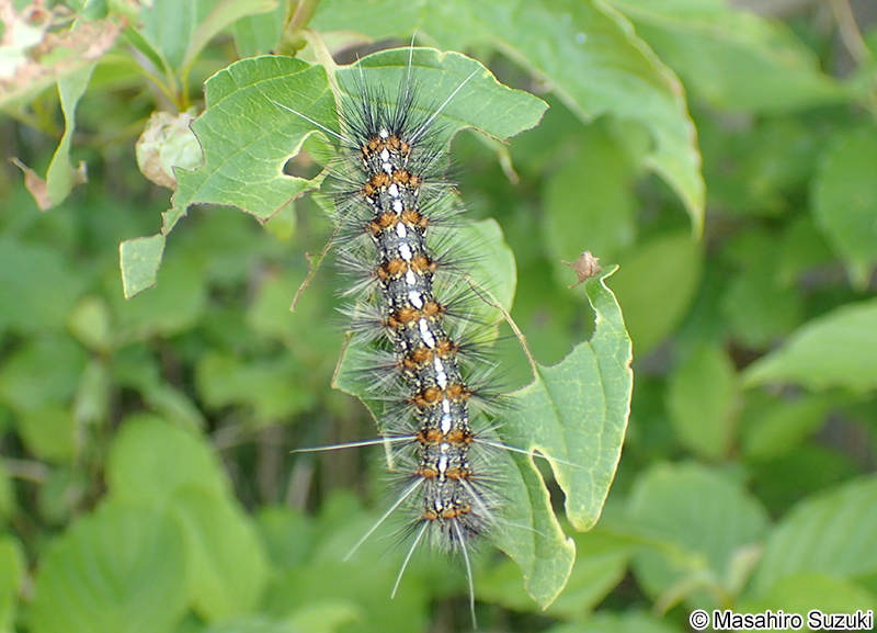 クワゴマダラヒトリ Lemyra imparilis