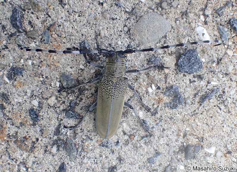 クワカミキリ Apriona japonica