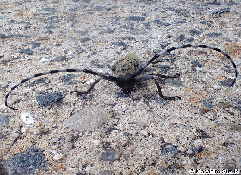 クワカミキリ Apriona japonica