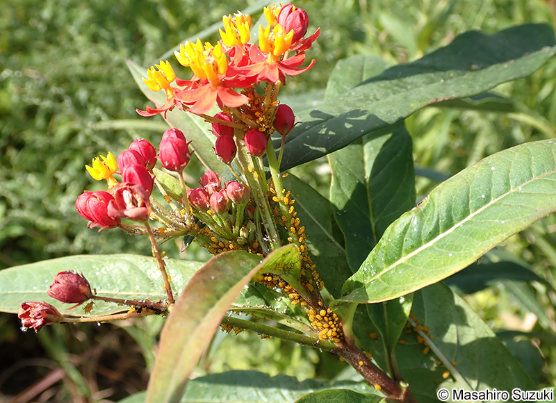 キョウチクトウアブラムシ Aphis nerii