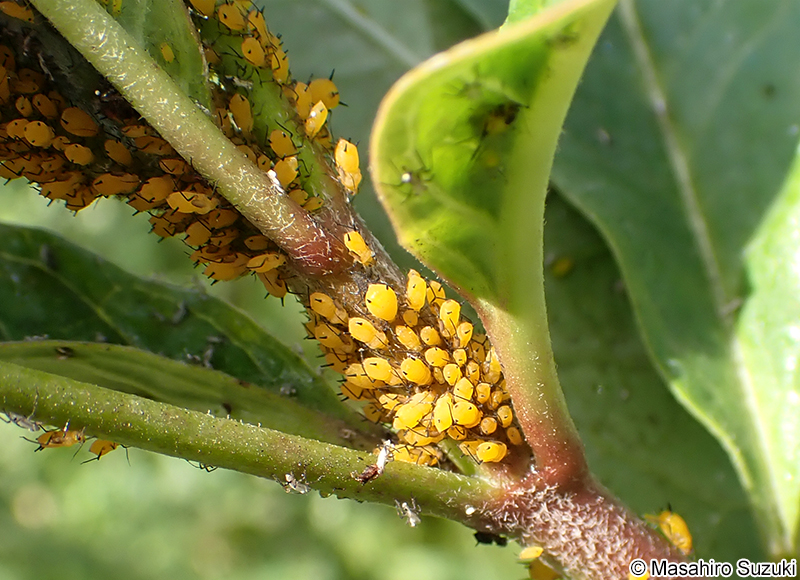 キョウチクトウアブラムシ Aphis nerii