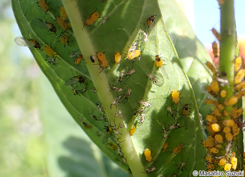 キョウチクトウアブラムシ Aphis nerii