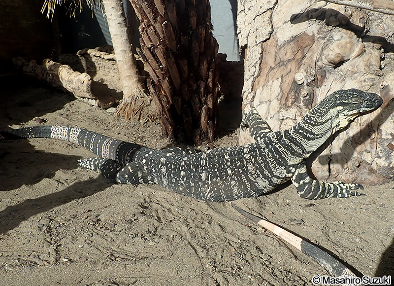 レースオオトカゲ Varanus varius