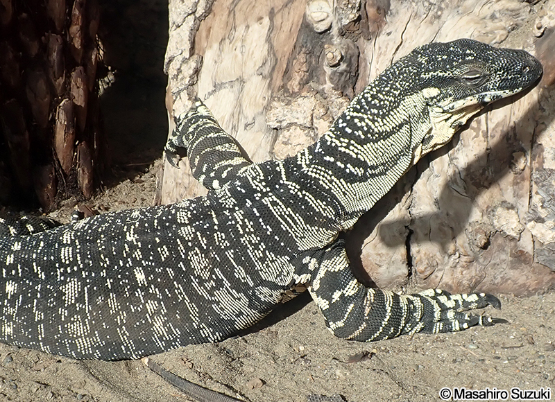 レースオオトカゲ Varanus varius