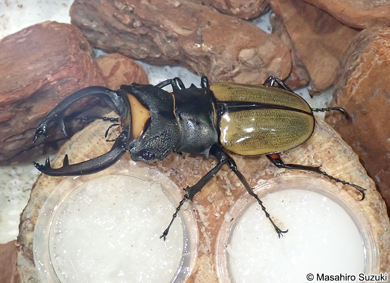 ラコダールツヤクワガタ Odontolabis lacordairei