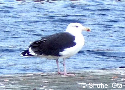 セグロカモメ Larus argentatus