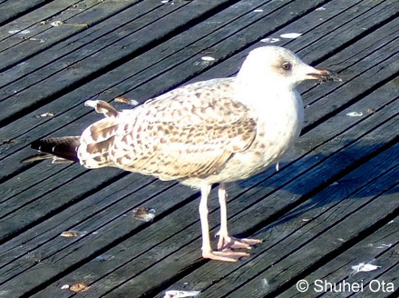 セグロカモメ Larus argentatus