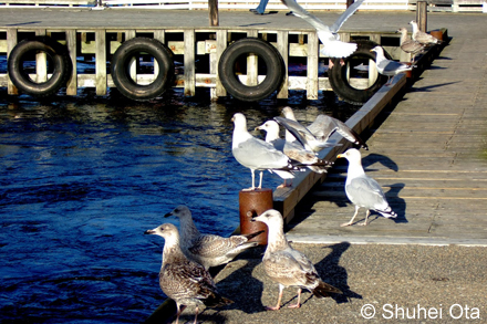 セグロカモメ Larus argentatus