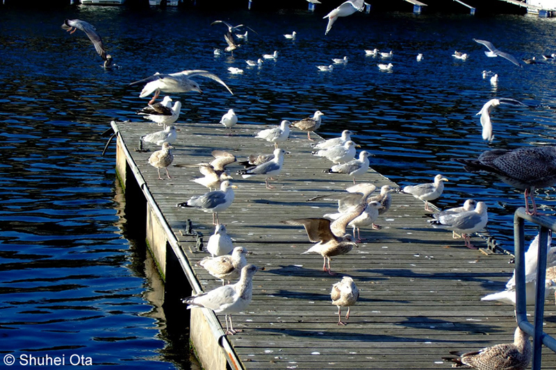 セグロカモメ Larus argentatus