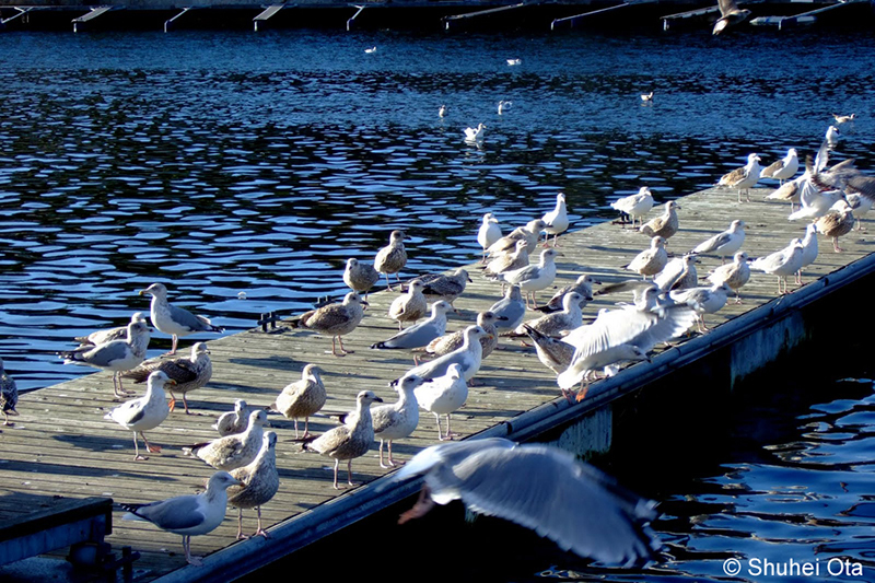 セグロカモメ Larus argentatus