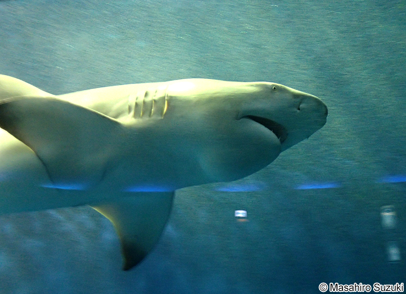 レモンザメ Negaprion acutidens