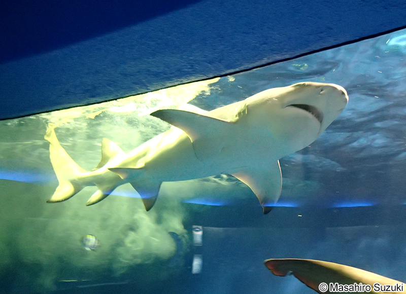 レモンザメ Negaprion acutidens