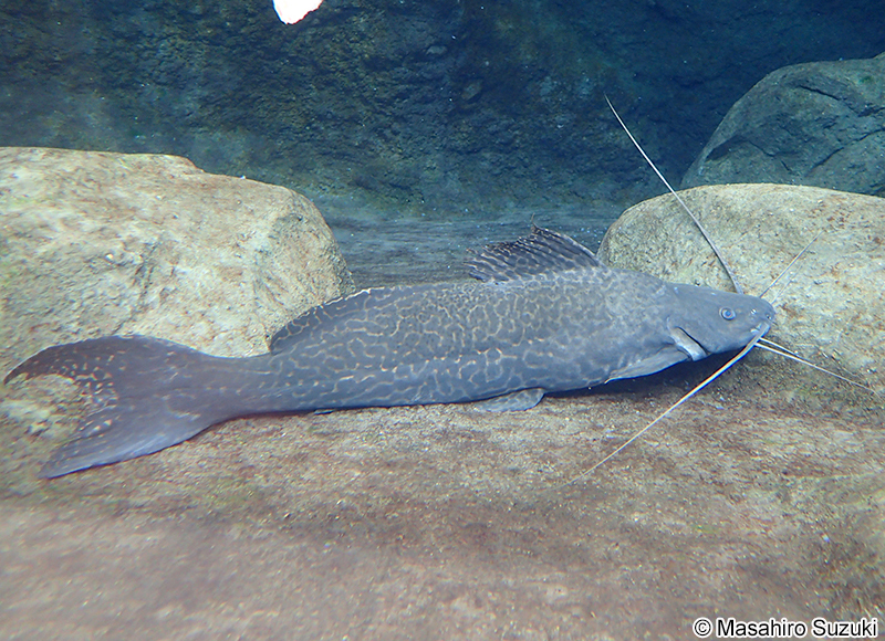 セルフィンキャット Perrunichthys perruno