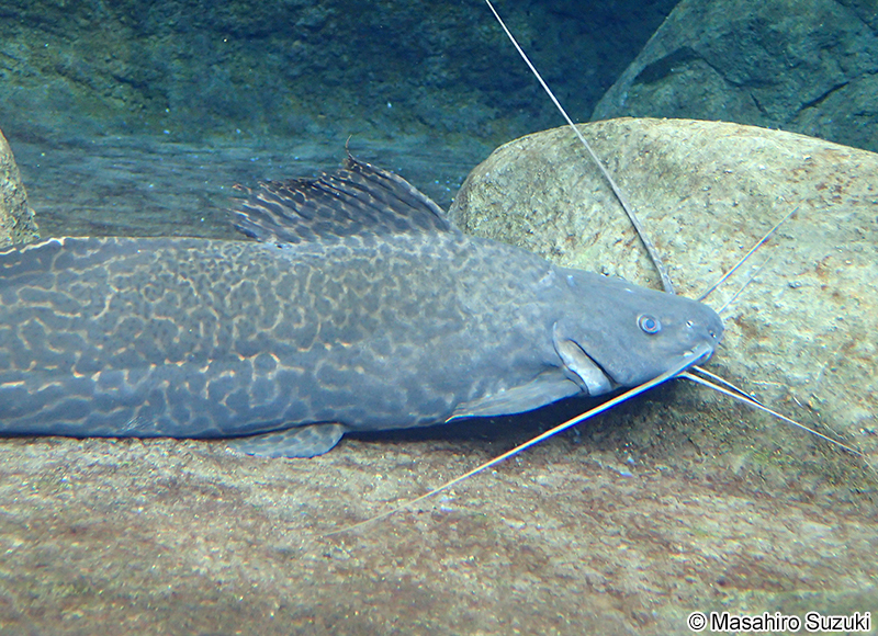 セルフィンキャット Perrunichthys perruno