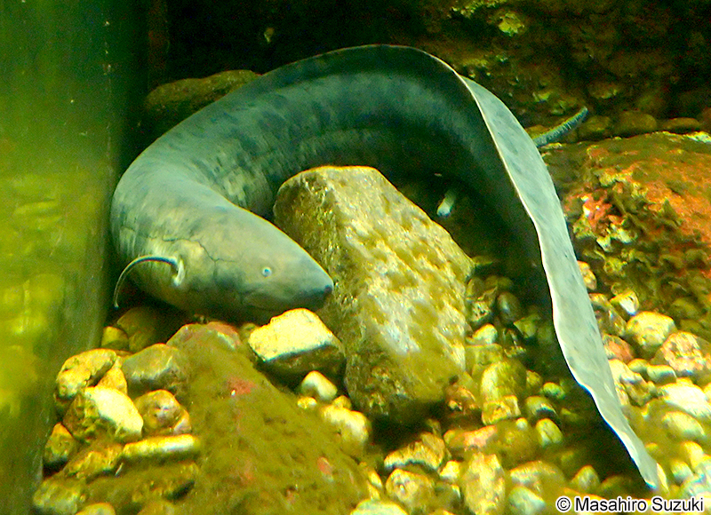 ミナミアメリカハイギョ Lepidosiren paradoxa