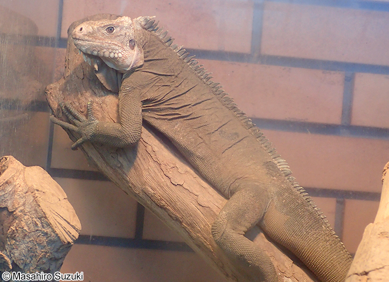 レッサーアンティルイグアナ Iguana delicatissima