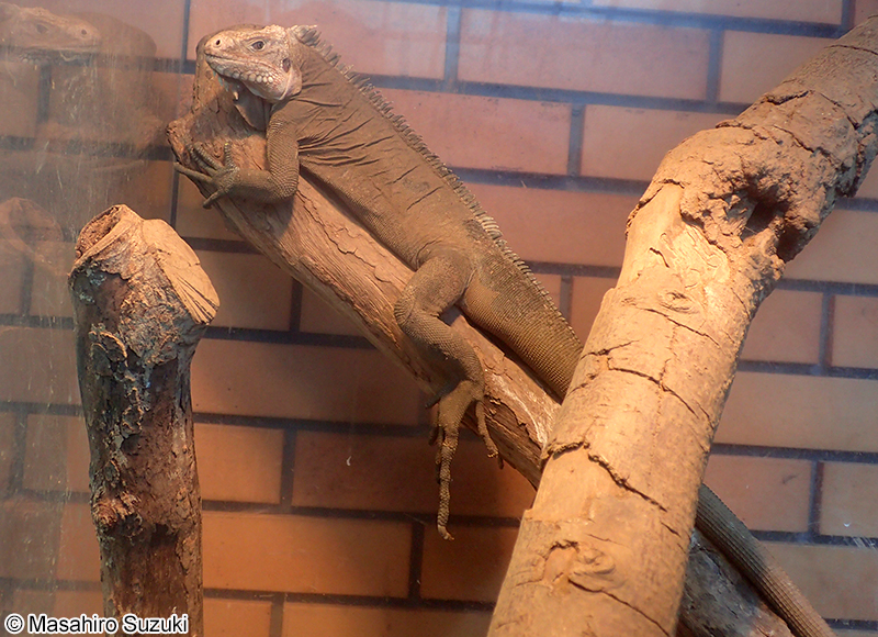 レッサーアンティルイグアナ Iguana delicatissima