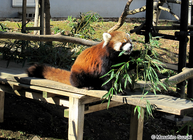 シセンレッサーパンダ Ailurus fulgens styani