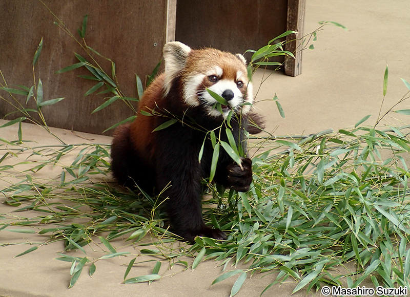 シセンレッサーパンダ Ailurus fulgens styani