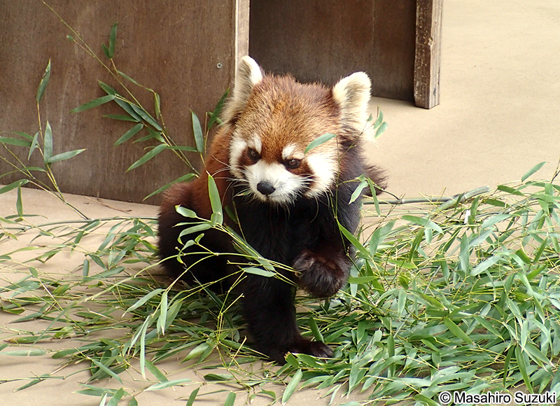シセンレッサーパンダ Ailurus fulgens styani