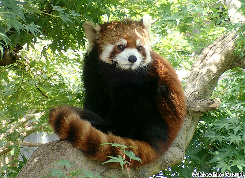 シセンレッサーパンダ Ailurus fulgens styani