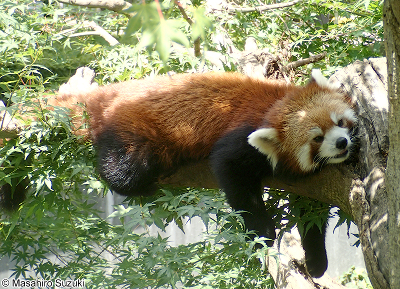 シセンレッサーパンダ Ailurus fulgens styani