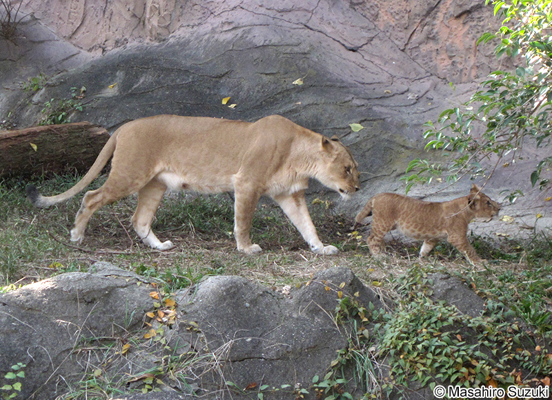 ライオン Panthera leo