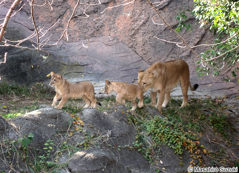 ライオン Panthera leo