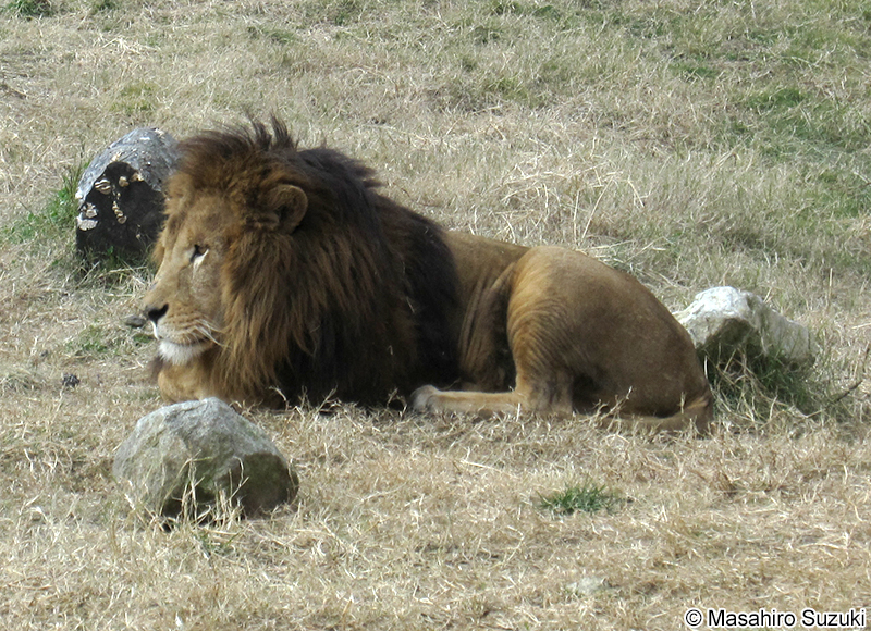 ライオン Panthera leo