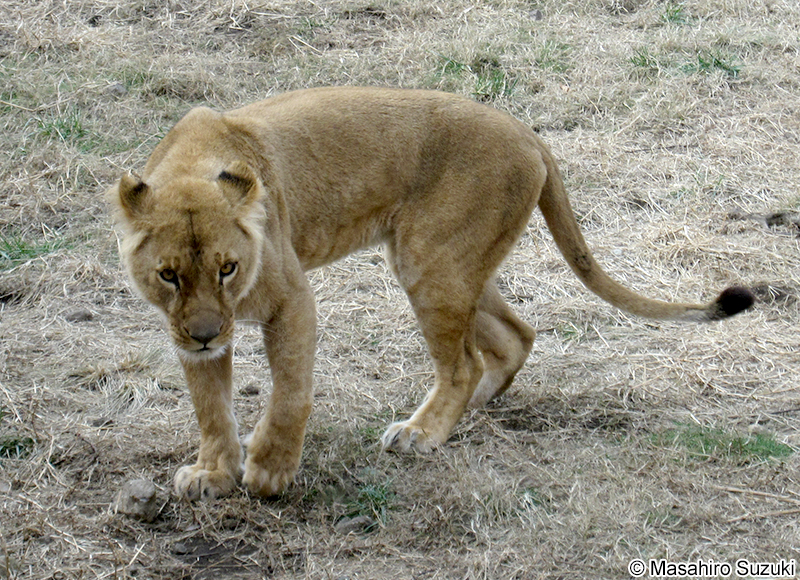 ライオン Panthera leo