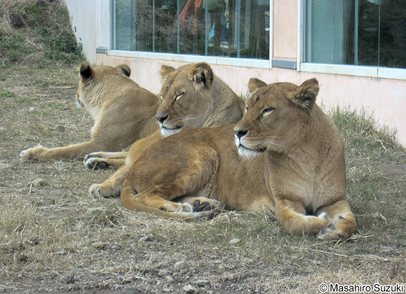 ライオン Panthera leo
